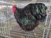 1 X BLACK ORPINGTON ROOSTER JF JORDAAN