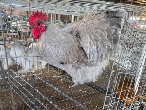 1 X LAVENDER ORPINGTON ROOSTER JF JORDAAN