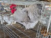 1 X LAVENDER ORPINGTON ROOSTER JF JORDAAN