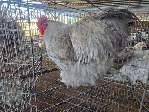 1 X LAVENDER ORPINGTON ROOSTER JF JORDAAN