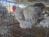 1 X LAVENDER ORPINGTON ROOSTER JF JORDAAN