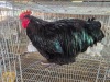 1 X BLACK ORPINGTON ROOSTER JF JORDAAN