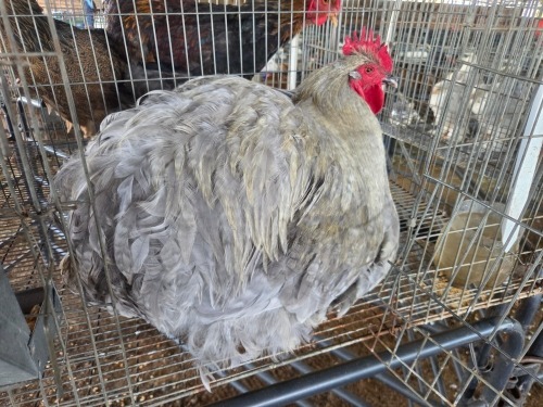 1 X LAVENDER ORPINGTON ROOSTER JF JORDAAN