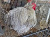 1 X LAVENDER ORPINGTON ROOSTER JF JORDAAN