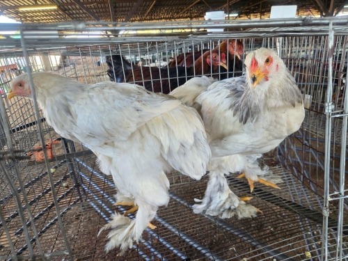 2 X BRAHMA ROOSTER & HEN A, CLOETE (Per animal to take the lot)