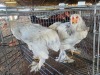 2 X BRAHMA ROOSTER & HEN A, CLOETE (Per animal to take the lot)