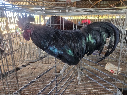 1 X AYAM CEMANI ROOSTER A, CLOETE