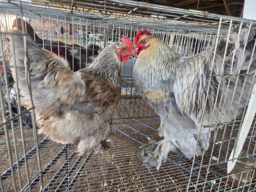 2 X BRAHMA ISABELLE ROOSTER & HEN A, CLOETE (Per animal to take the lot)