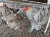 2 X BRAHMA ISABELLE ROOSTER & HEN A, CLOETE (Per animal to take the lot)
