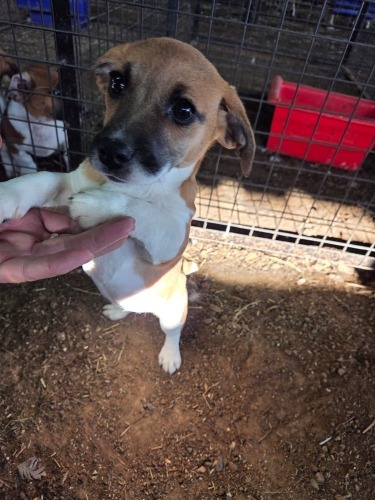 1 X JACK RUSSEL FEMALE MIRNA VAN HYSTEEN