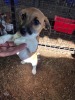 1 X JACK RUSSEL FEMALE MIRNA VAN HYSTEEN
