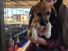1 X JACK RUSSEL FEMALE MIRNA VAN HYSTEEN - 2