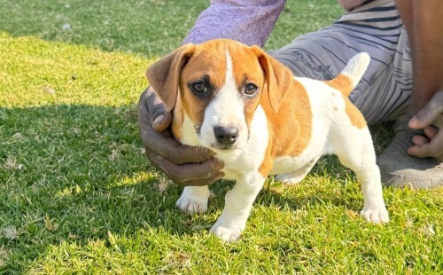 1 X JACK RUSSEL FEMALE MIRNA VAN HYSTEEN