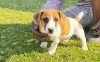 1 X JACK RUSSEL FEMALE MIRNA VAN HYSTEEN