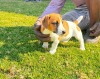 1 X JACK RUSSEL FEMALE MIRNA VAN HYSTEEN - 2