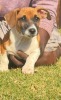 1 X JACK RUSSEL MALE MIRNA VAN HYSTEEN