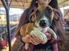 1 X JACK RUSSEL MALE MIRNA VAN HYSTEEN - 2