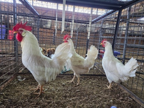 3 X WHITE LEGHORN ROOSTER & HEN ERASMUS HOMESTEAD (Per animal to take the lot)
