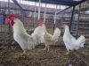 3 X WHITE LEGHORN ROOSTER & HEN ERASMUS HOMESTEAD (Per animal to take the lot)