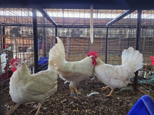 3 X WHITE LEGHORN ROOSTER & HEN ERASMUS HOMESTEAD (Per animal to take the lot)