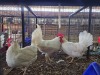 3 X WHITE LEGHORN ROOSTER & HEN ERASMUS HOMESTEAD (Per animal to take the lot)