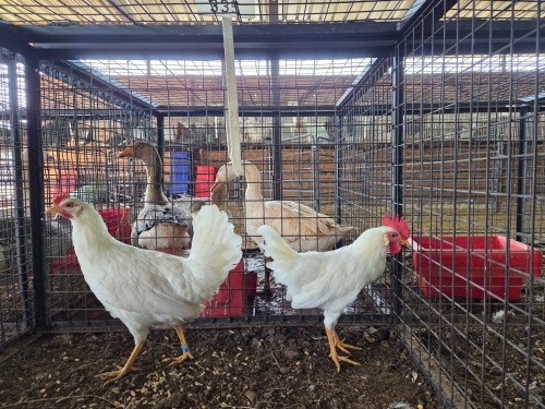 2 X WHITE LEGHORN ROOSTER & HEN ERASMUS HOMESTEAD (Per animal to take the lot)