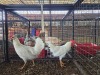 2 X WHITE LEGHORN ROOSTER & HEN ERASMUS HOMESTEAD (Per animal to take the lot)