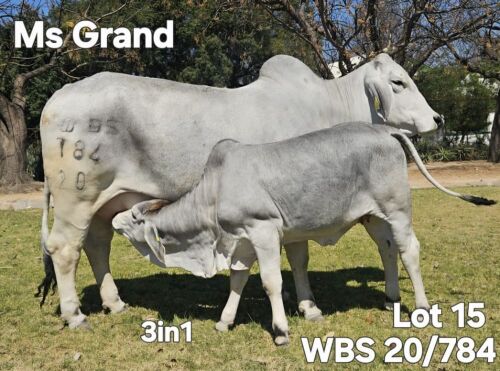 1+1 X GREY BRAHMAN COW & CALF (3IN1) WAYSIDE BRAHMANSTUD