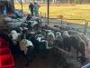 5 X PERSIE EWE CDP AUCTIONEERS (Per animal to take the lot) - 2