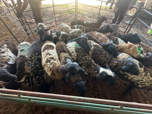 5 X PERSIE EWE CDP AUCTIONEERS (Per animal to take the lot)