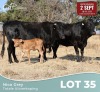 3+2 X LIMOUSINE DRAKENSBERG KRUISE KOEIE Nico Grey (Per animal to take the lot)