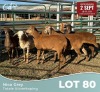 6 X MEATMASTER Louw