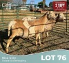2 X MEATMASTER OOI Louw Snyman