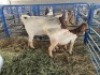 LOT 37 1X OOI/EWE BOERBOK Neville - 2