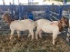 LOT 38 1X OOI met lam/EWE with lamb BOERBOK Neville - 2
