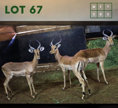 3X Impala M:3 (Per Piece to take the lot/Per stuk om lot te neem)