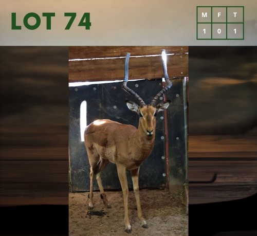 1X Impala M:1