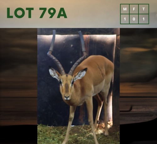 1X Impala M:1
