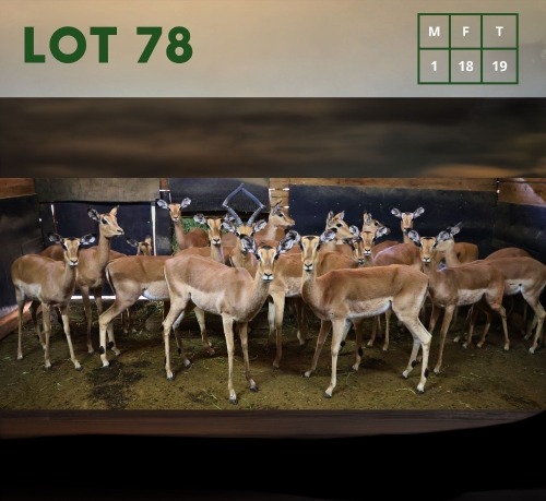 19X Impala M:1 V/F:18 (Per Piece to take the lot/Per stuk om lot te neem)