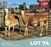 2 X MEATMASTER Louw