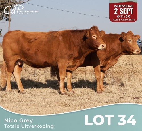 2 X LIMOUSINE KOEIE Nico Grey (Per animal to take the lot)