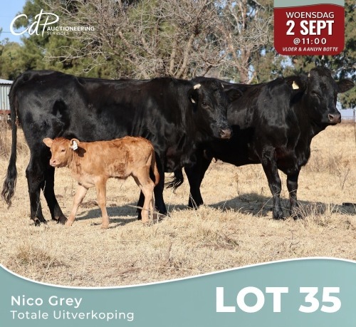 3+2 X LIMOUSINE DRAKENSBERG KRUISE KOEIE Nico Grey (Per animal to take the lot)