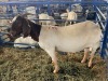 LOT 39 1X OOI/EWE BOERBOK Neville - 2