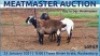 LOT 59 1X MEATMASTER OOI/EWE DAY TO DAY MEATMASTERS - 2