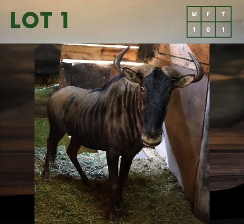 1X Bluewildebeest M:1