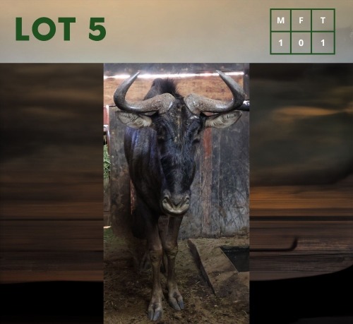 1X Bluewildebeest M:1