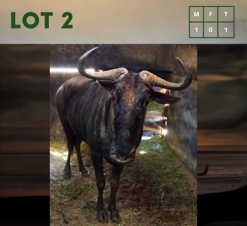 1X Bluewildebeest M:1
