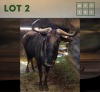 1X Bluewildebeest M:1