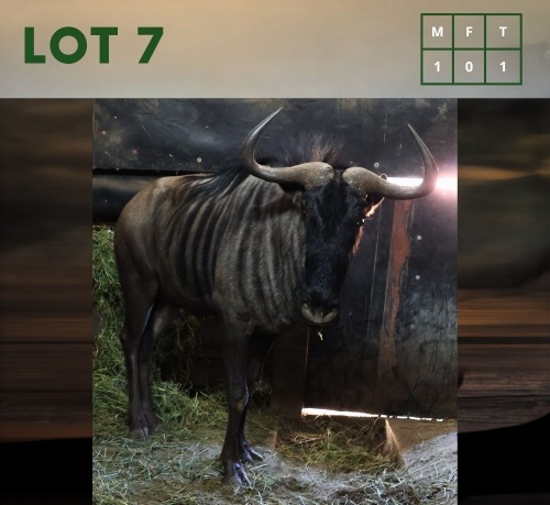 1X Bluewildebeest M:1
