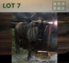 1X Bluewildebeest M:1